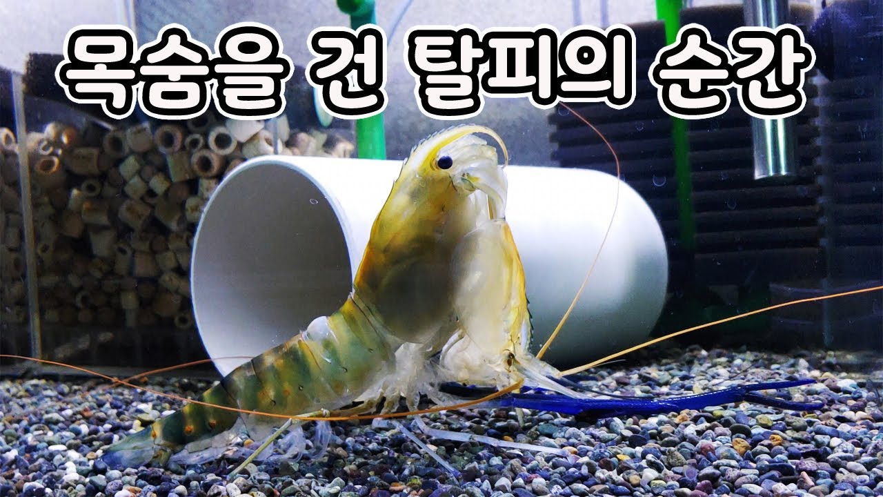 큰징거미새우가 목숨을 걸고 2개월 간 집게를 되찾는 과정 [오브리더]