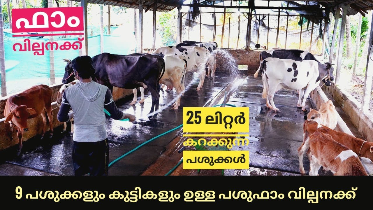 കുറഞ്ഞ മുതൽമുടക്കിൽ ഫാം വില്പനക്ക് എല്ലാ സ്വായകാര്യങ്ങളും കൂടെ 🥰 cow farm for sale #youtube #cow