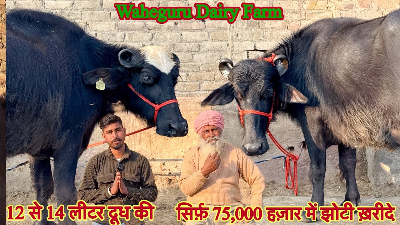 सिर्फ़ 75,000 हज़ार में झोटी ✅12 से 14 लीटर दूध तैयार की 🏆2 Buffalo For Sale 😱ट्रांसपोर्ट फ़्री 👈🏻