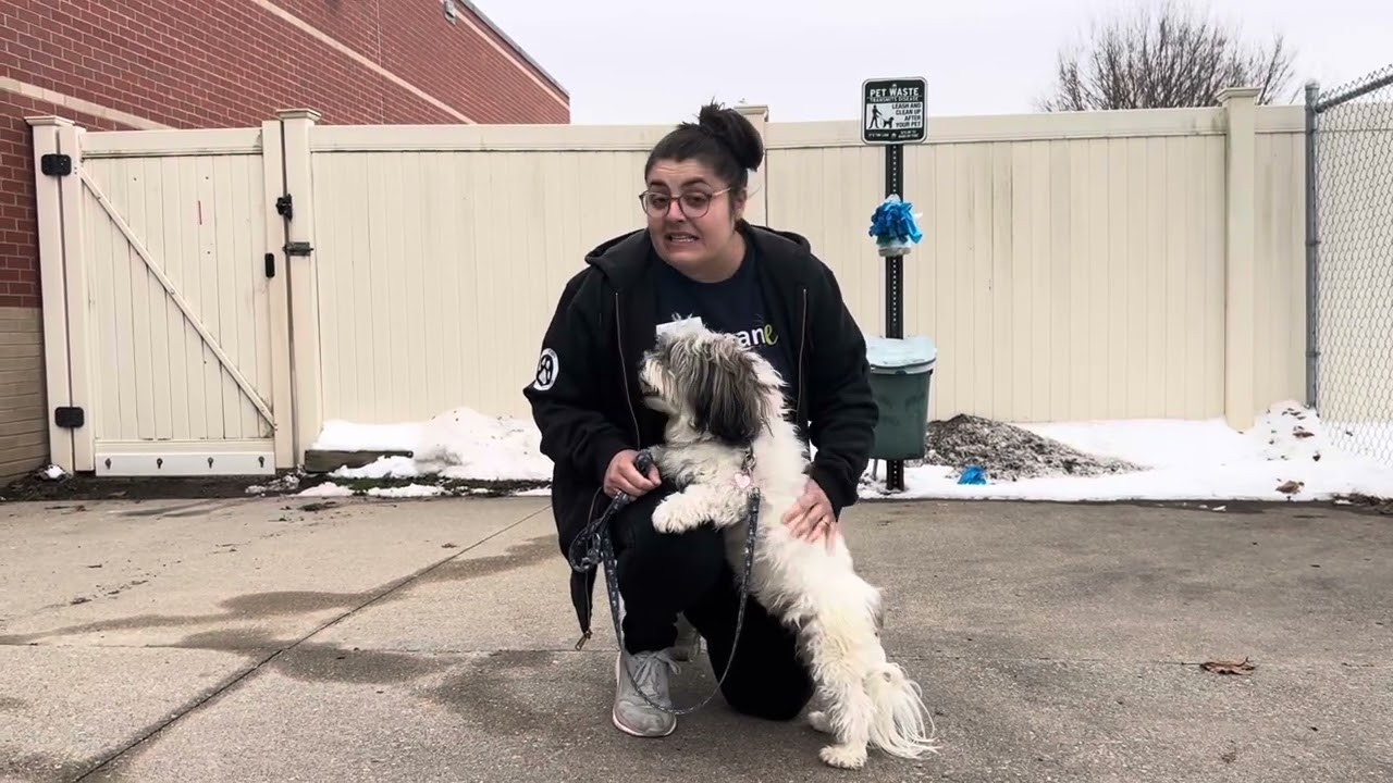 Meet Papo at Dakin Humane Society!!