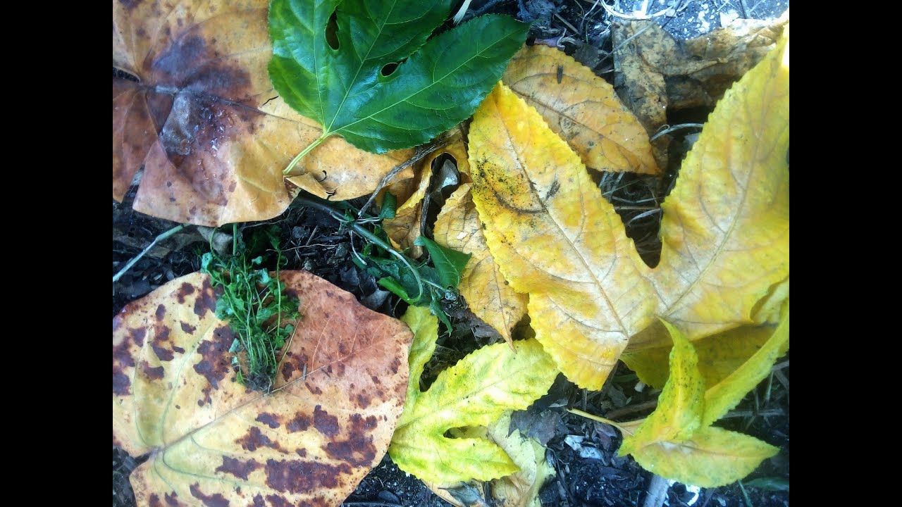 Manejo Agroecol&oacute;gico de Suelos