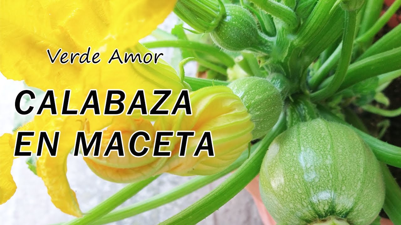 Calabaza en maceta