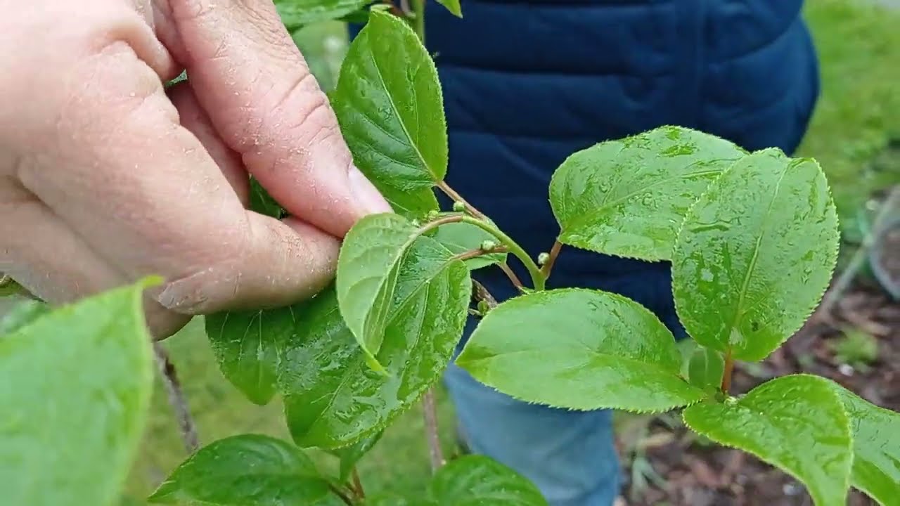 Dlaczego nasze mini - kiwi nie owocuje? 🥝