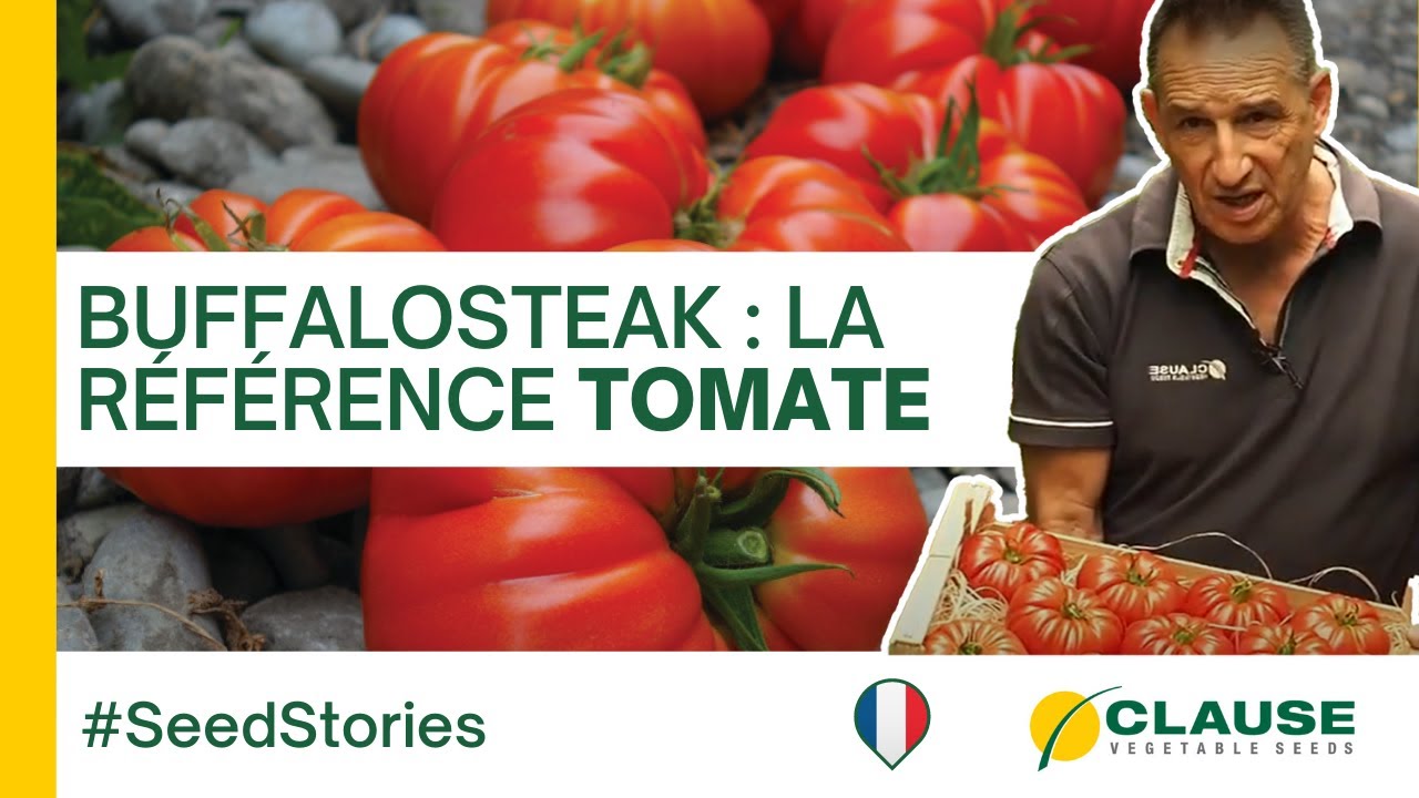 Découvrez BUFFALOSTEAK, LA tomate côtelée rouge - #SeedStories | HM.CLAUSE