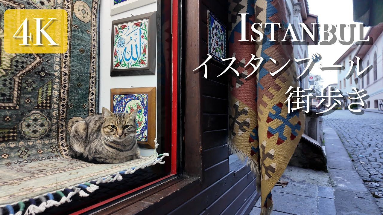 【トルコ/イスタンブール】猫が暮らすイスタンブールの裏路地 2025年12月 #travel #istanbul