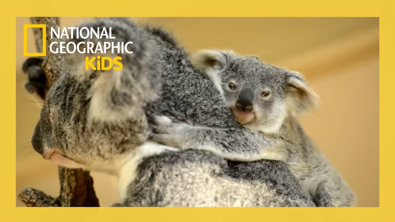 Super Animals Full Episode 💥 | Amazing Aussies 🇦🇺🐨 | @natgeokids