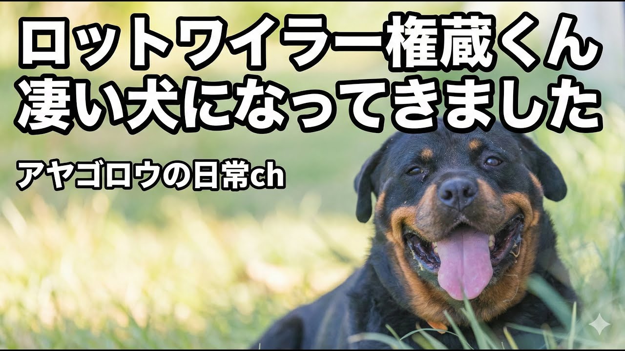 ロットワイラー権蔵君について、、、