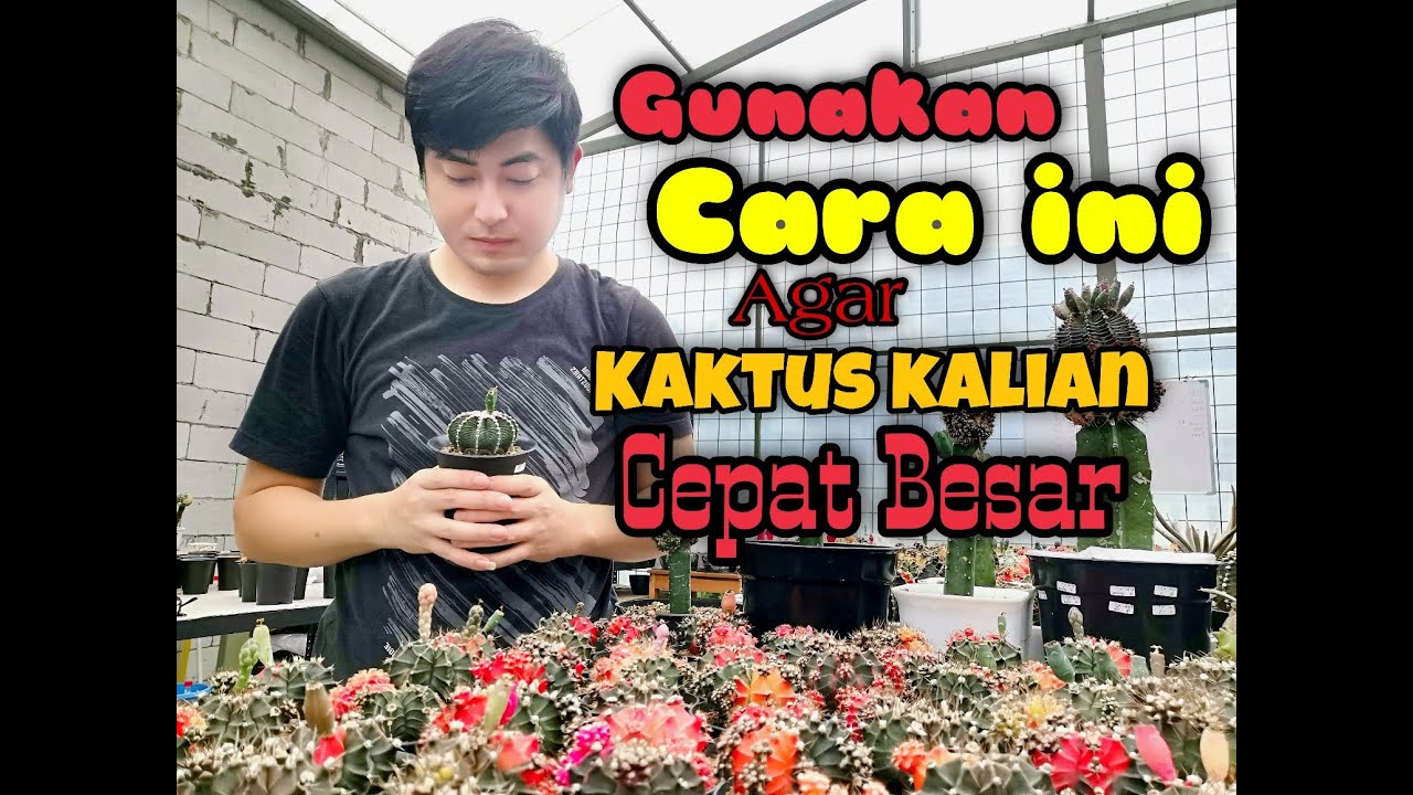 RAHASIA KAKTUS CEPAT BESAR - PART 1