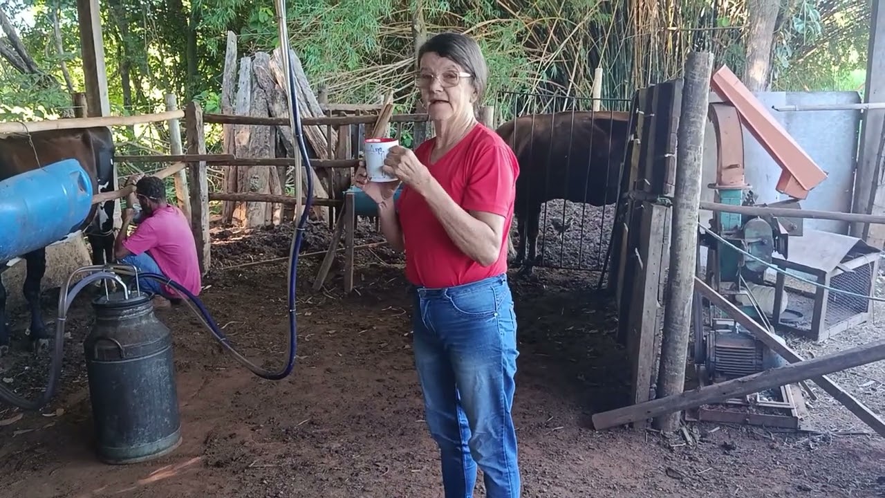 Leite curral e cavalo @valdeteoliveira #roça #sitio #cavalo #ordenha 