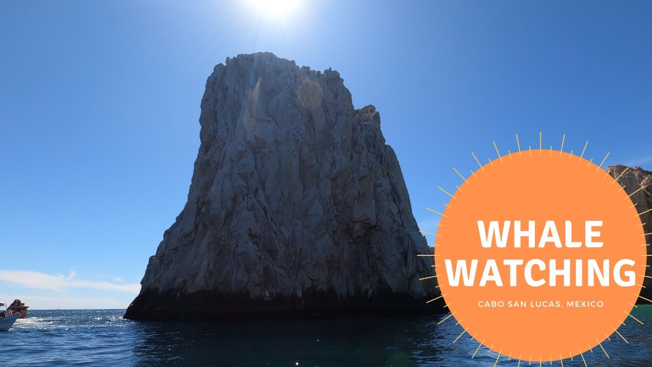 Whale Watching in Cabo San Lucas, Mexico [Humpback Whales & Gray Whales]
