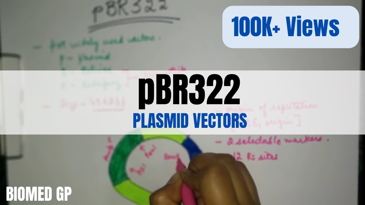 Plasmid vectors- pBR322