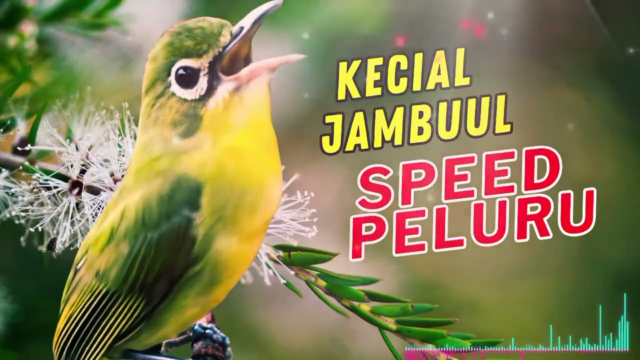 VIRAL !! JUARA BARU SPEED PELURU FULL POWER  | MASTERAN KECIAL KUNING LOMBOK JUARA