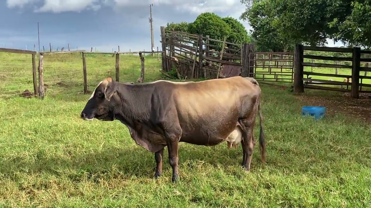 Mais um dia abençoado aqui na fazendinha 👨‍🌾🙌