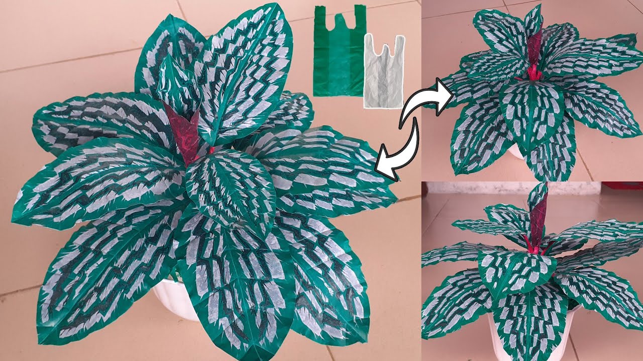 Tanaman Calathea Merak dari Plastik Kresek || Ornamental Plant From Plastic Bag