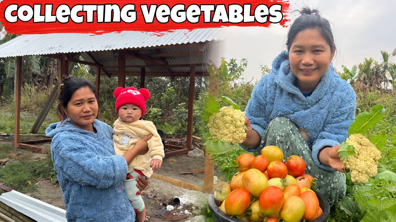 Collecting Organic vegetables from my farm | 