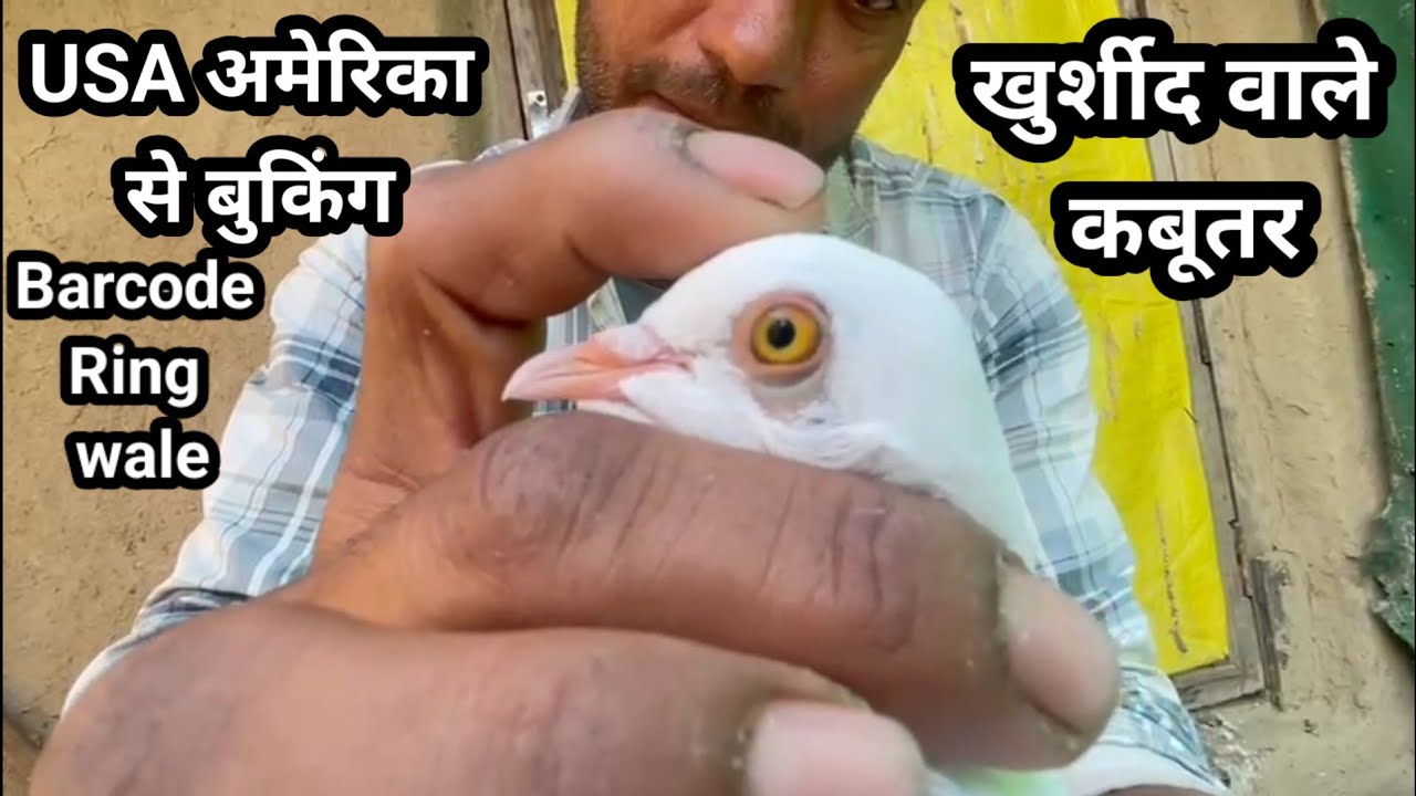 8 Ghante Plus ki udan Khurseed wale kabutar ,,9012474914,,,,Ring ke liye 9888150785