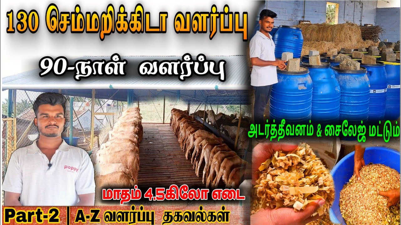 90-நாள் செம்மறி கிடாக்குட்டி வளர்ப்பு | சைலேஜ் & அடர்த்தீவனம் மட்டும் கொடுத்து குட்டி வளர்ப்பு