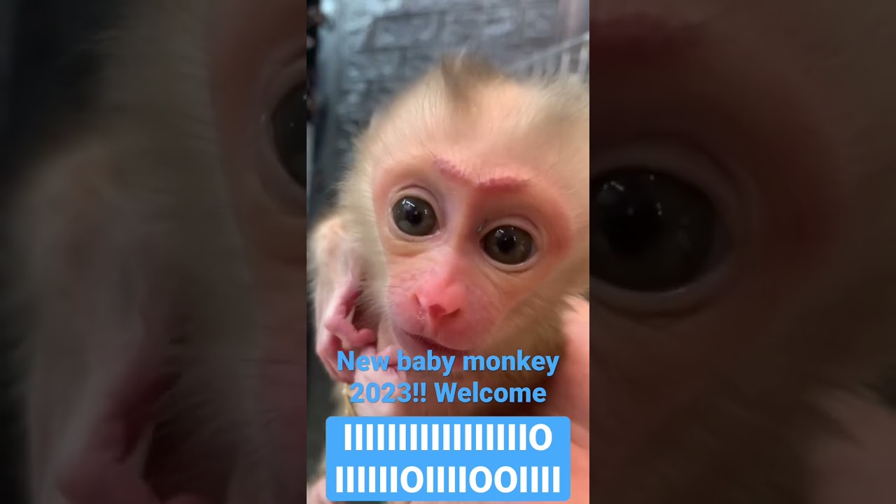 My new baby monkey 2023