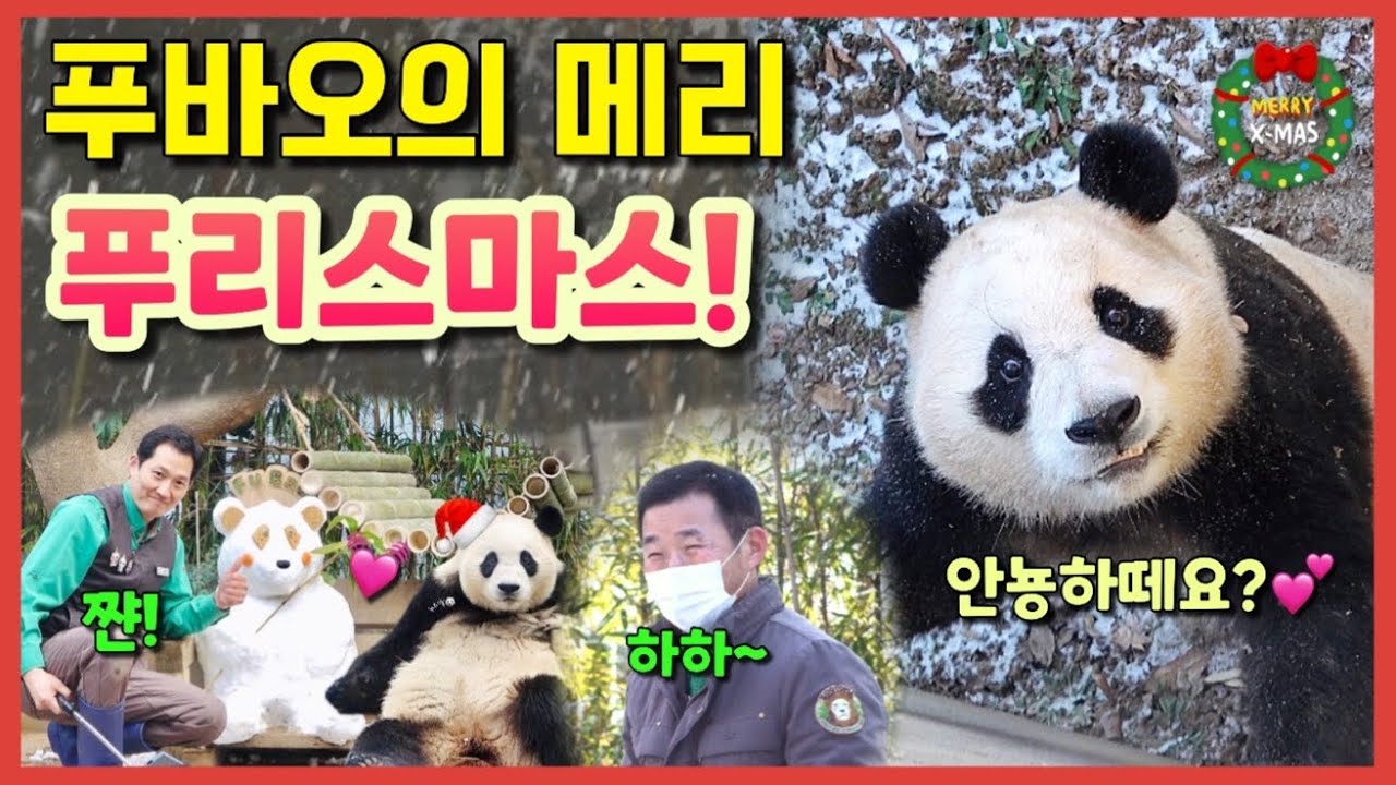 [ep.224] 할부지들과 함께한 푸바오의 역대급 크리스마스의 모든것을 다 담았어요🎄💕 동생들 경계하는 푸바오 언니와 아이바오의 등장💛 유쾌한 할부지들까지!! (전참시ㅋㅋ)