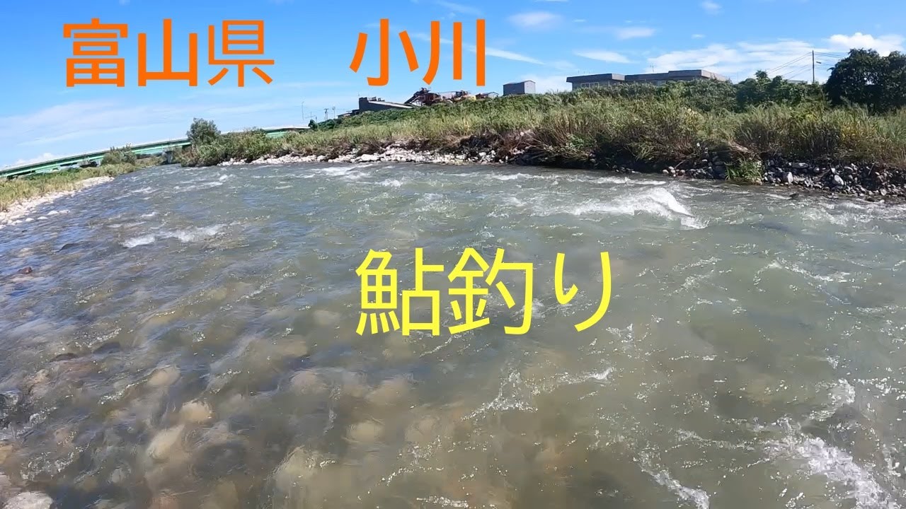 鮎釣り　２０２５年９月１４日　富山県　小川