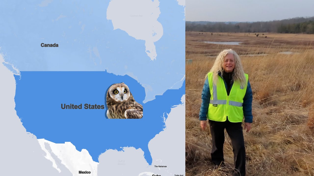 Aha Nature Moments: Short-Eared Owls
