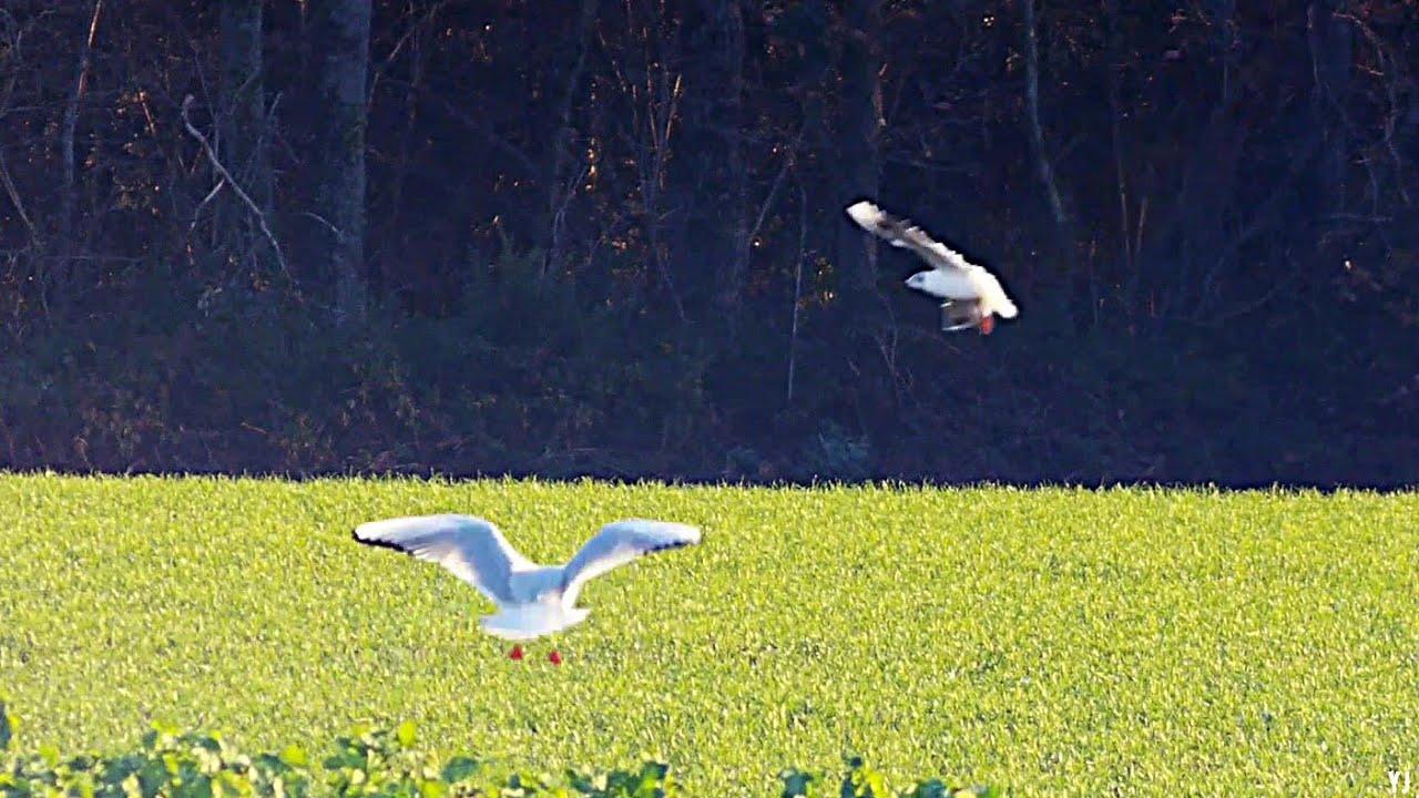 Une bonne minute avec les mouettes