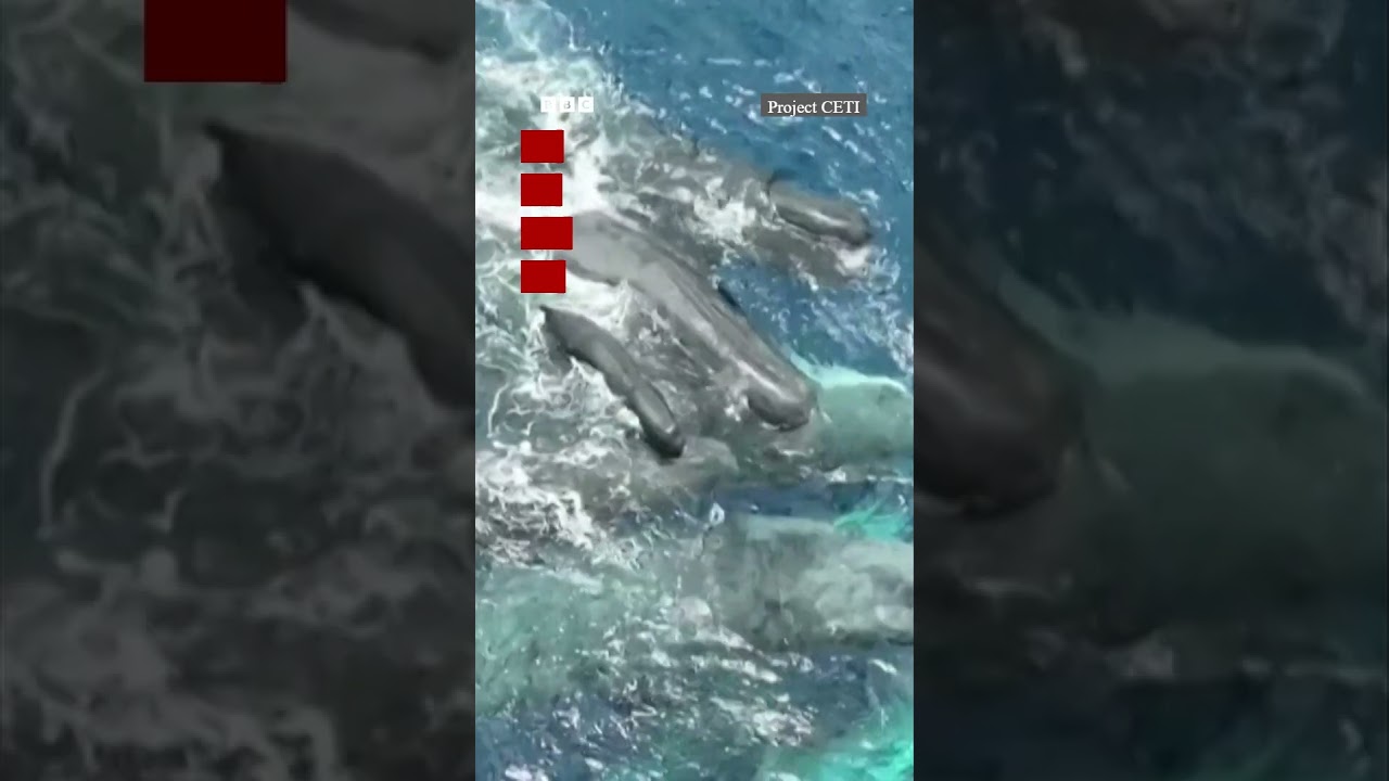 BBC Nepali Sewa- Whale birth: समुद्रमा दुर्लभ ह्वेलको जन्म