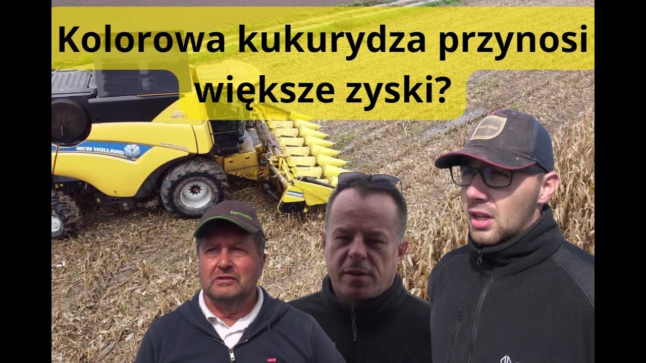 Jak przebiega zbiór kukurydzy na ziarno na Opolszczyźnie? Które odmiany wybierają rolnicy?