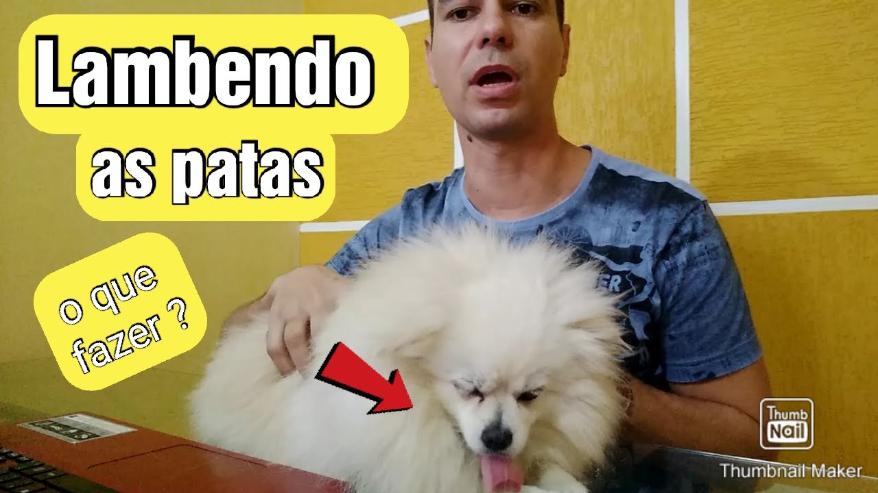 CACHORRO LAMBENDO A PATA, O QUE FAZER ?