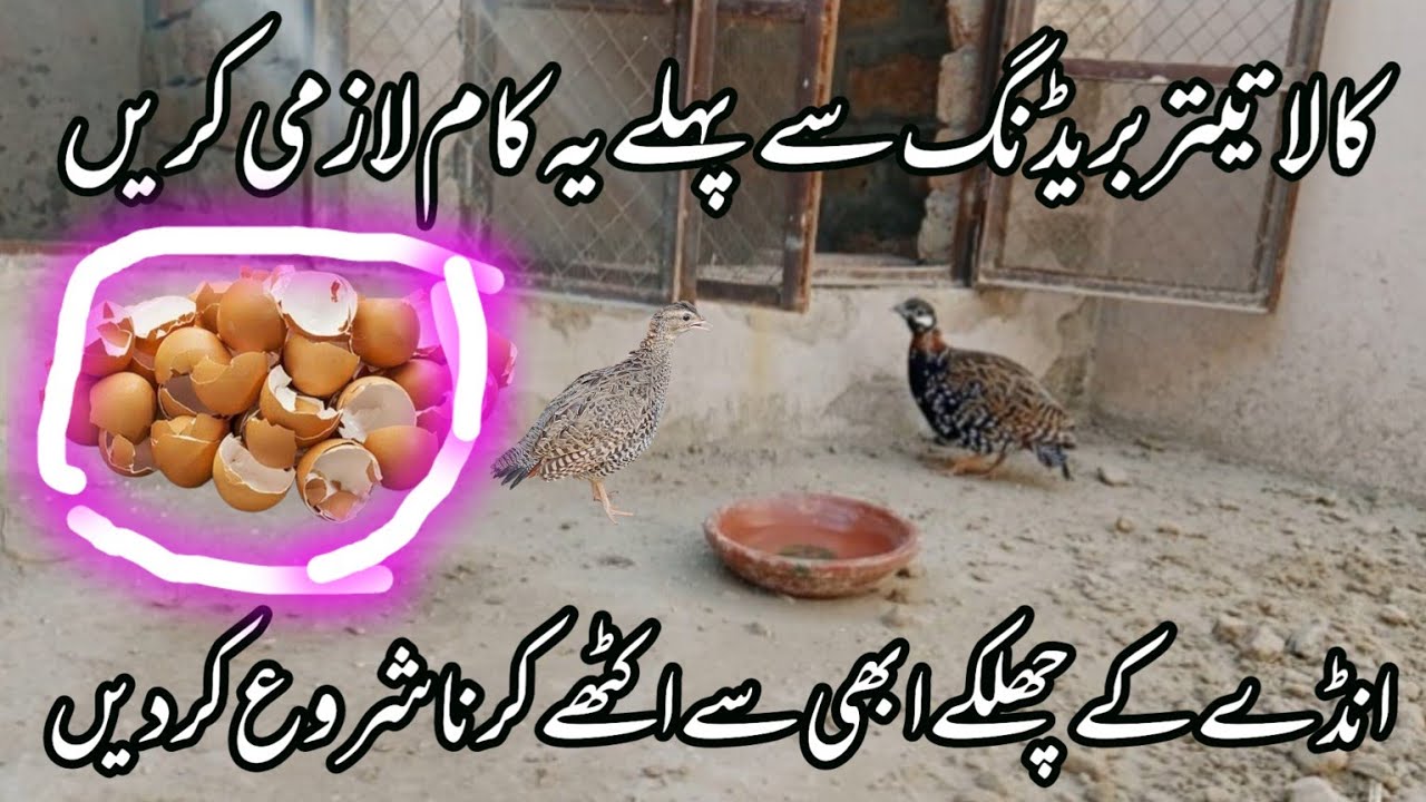 کالا تیتر بریڈنگ سے پہلے انڈے کے چھلکے اکٹھے کرنا شروع کر دیں | انڈے کے چھلکوں کا استعمال|