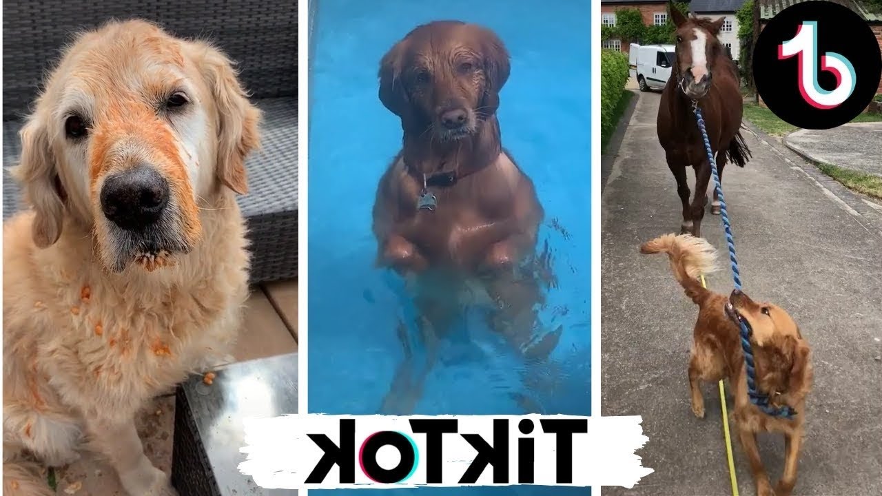 Dogs Funny cute  Compilation Tiktok 2021 #13