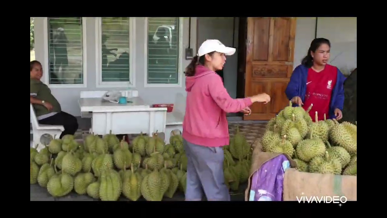 Durian. Bang khan.  Nakon si thammarat