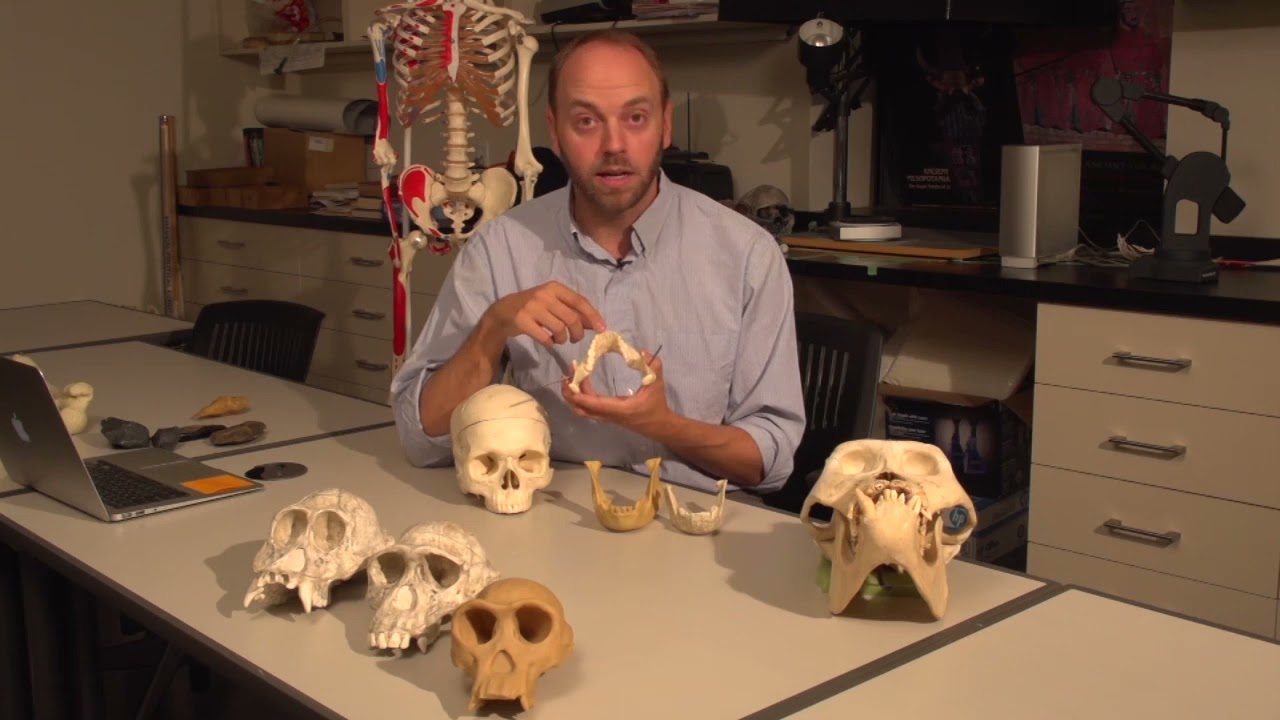 3 3 Human Primate anatomy part 2
