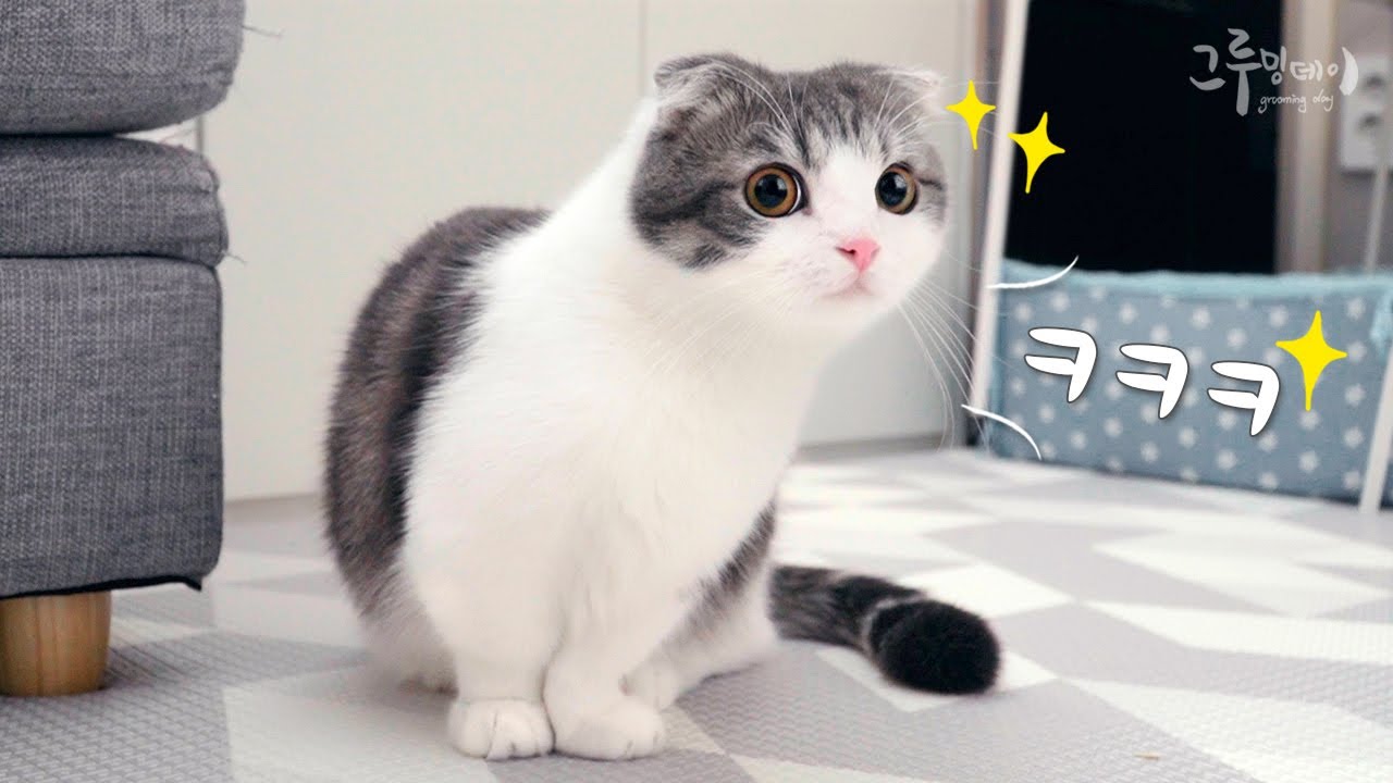 하루종일 신난 귀여운 고양이