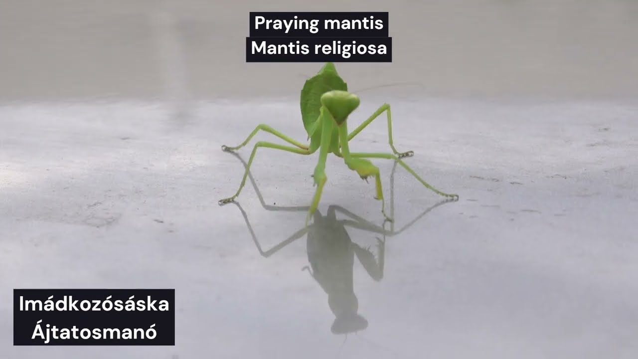 Imádkozósáska, Ájtatosmanó, (Mantis religiosa), богомол, Peygamber devesi, Gottesanbeterin, カマキリ