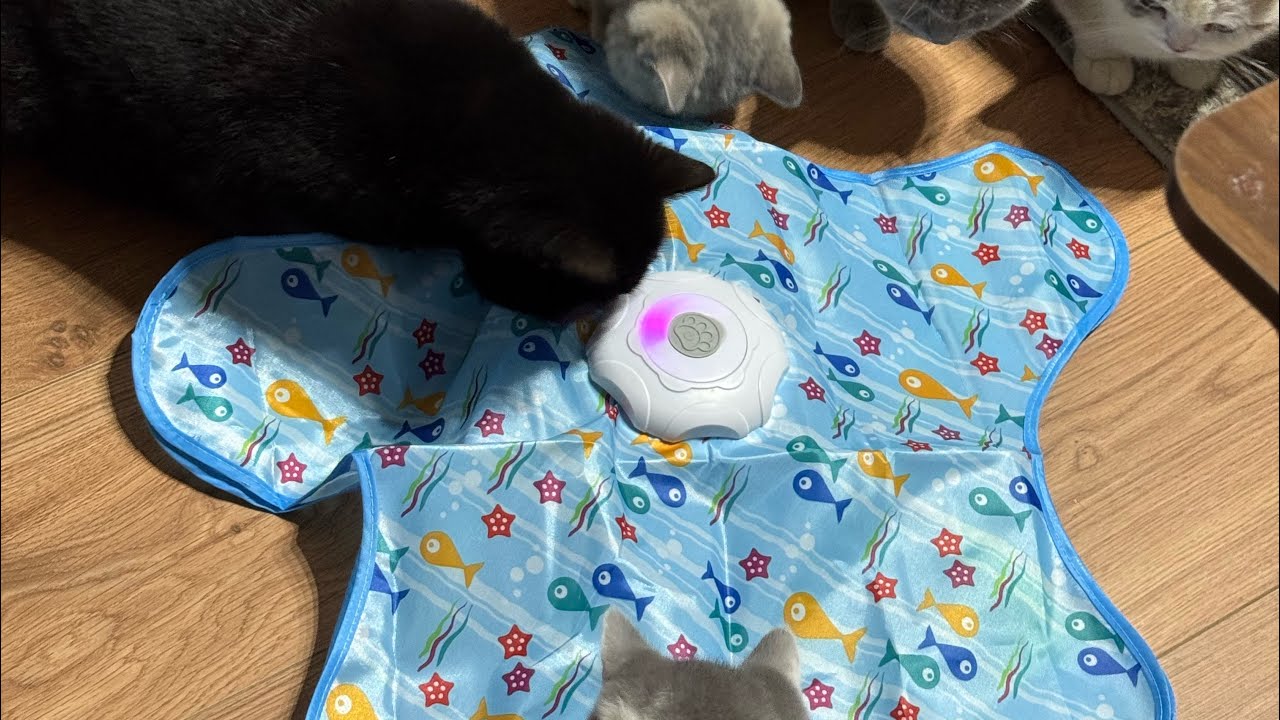 Apollo The Cat is live