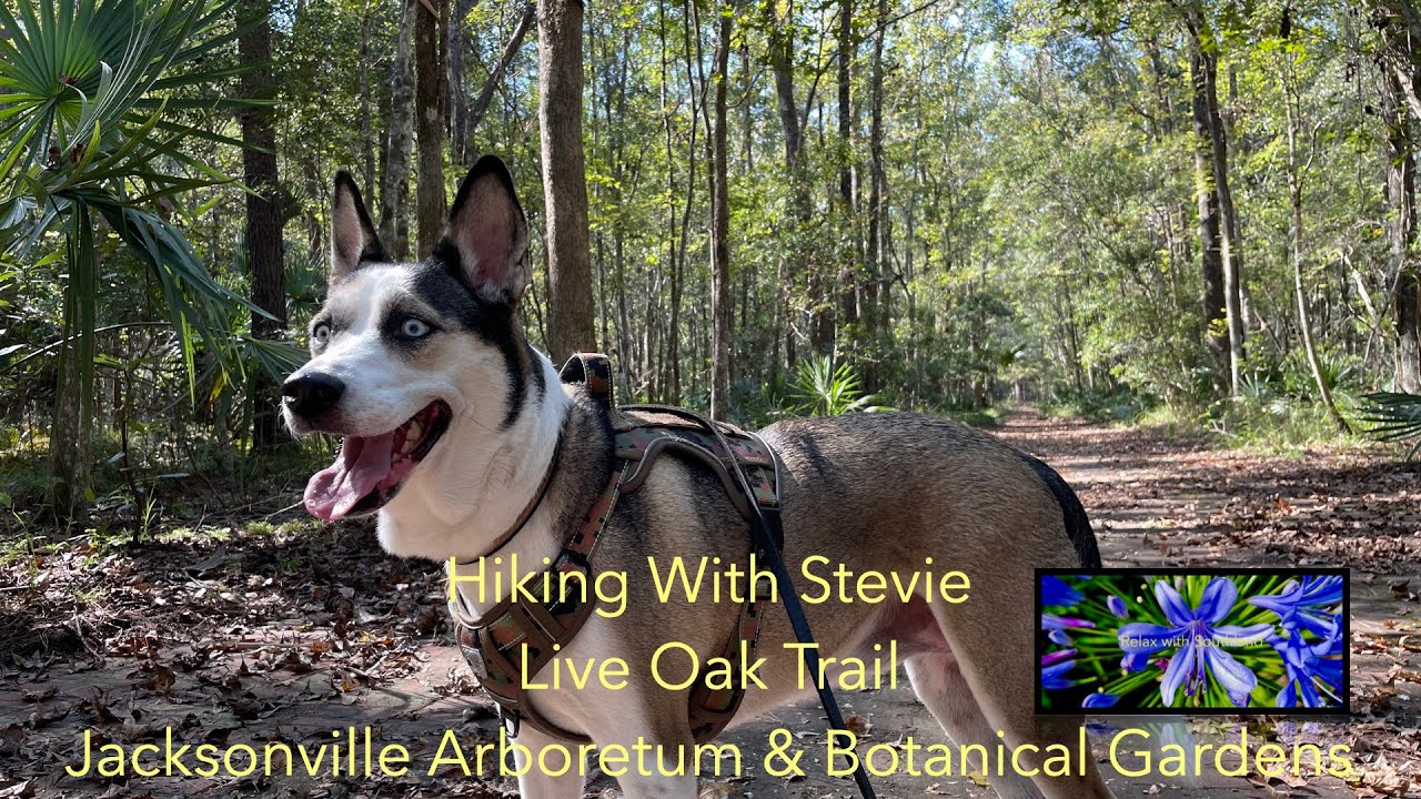 Hiking With Stevie.  Live Oak Trail At Jacksonville Arboretum & Botanical Gardens With Calming Music