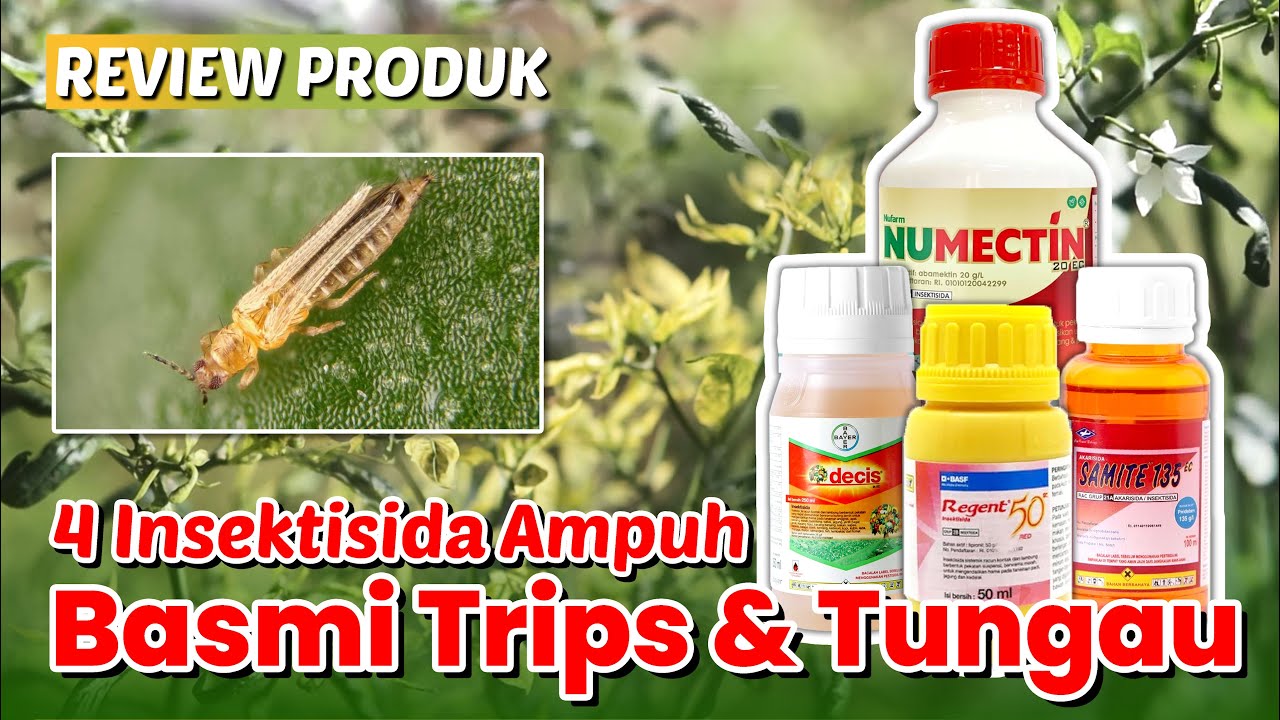Basmi Hama Trips dan Tungau Penyebab Keriting dan Bulai Cabe dengan Numectin, Decis, Samite, Regent!