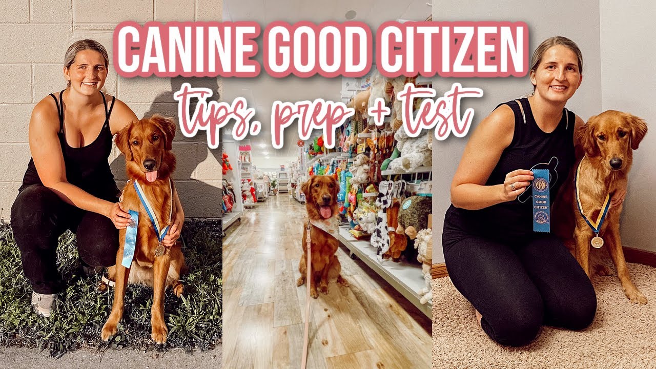 Canine Good Citizen - Everything You Need To Know About The Test