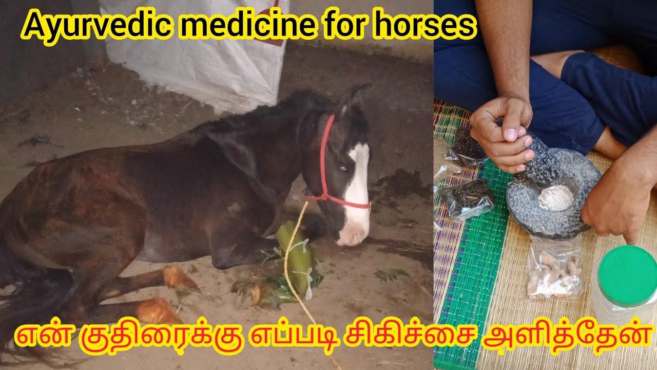 Ayurvedic treatment to my horse | என் குதிரைக்கு எப்படி சிகிச்சை அளித்தேன் | Ambur