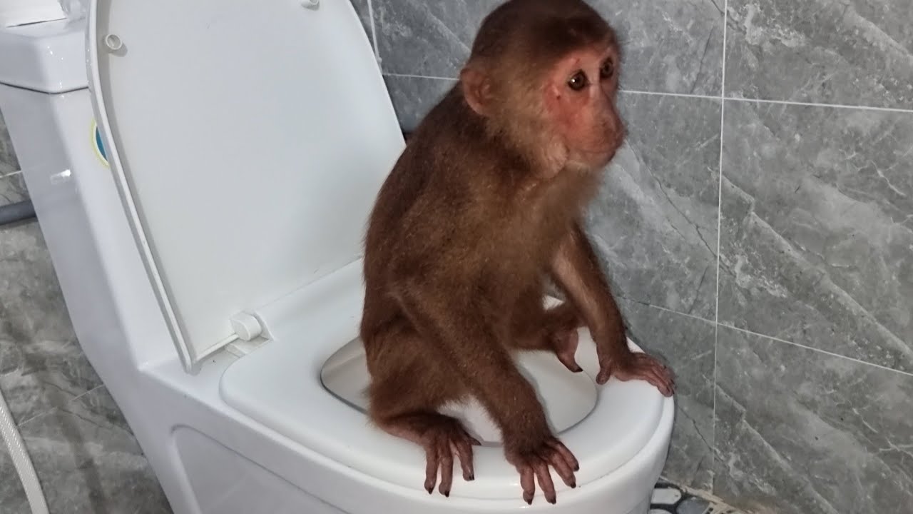 Animals abu busy morning cleaning, brushing teeth, washing clothes