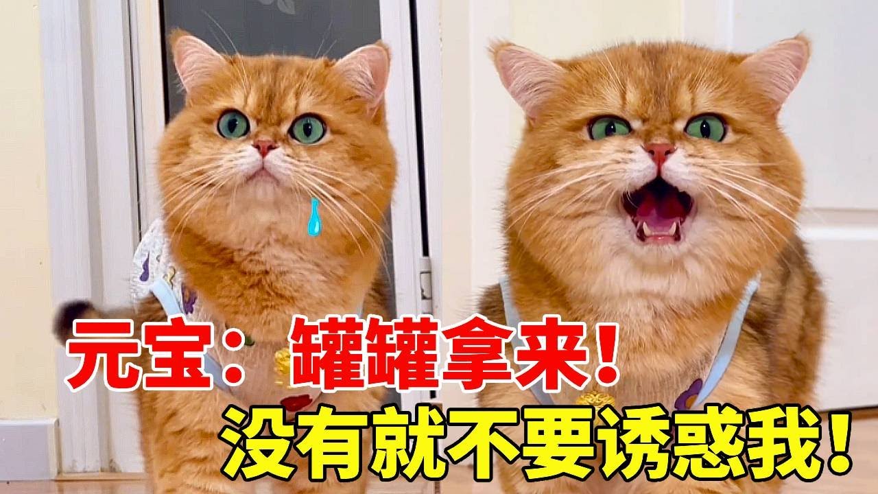 元宝;妈妈你吃独食？哼~元宝要吃罐罐！！！没有罐罐就别和我说话！