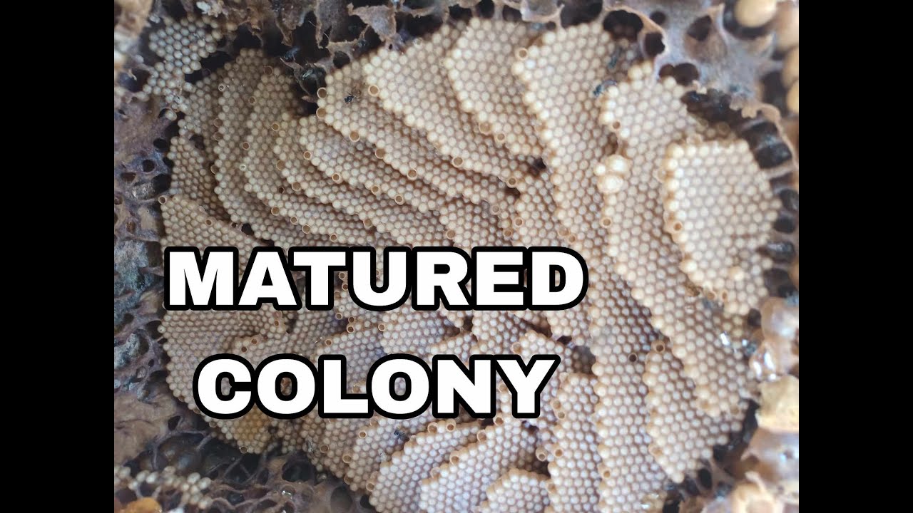 What is a matured colony?