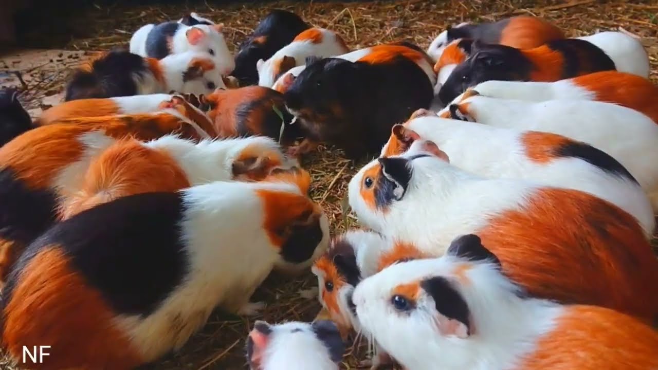 Guinea pig ASMR eating, funny Guinea pig videos, cute animal ASMR, colorful guinea pigs 