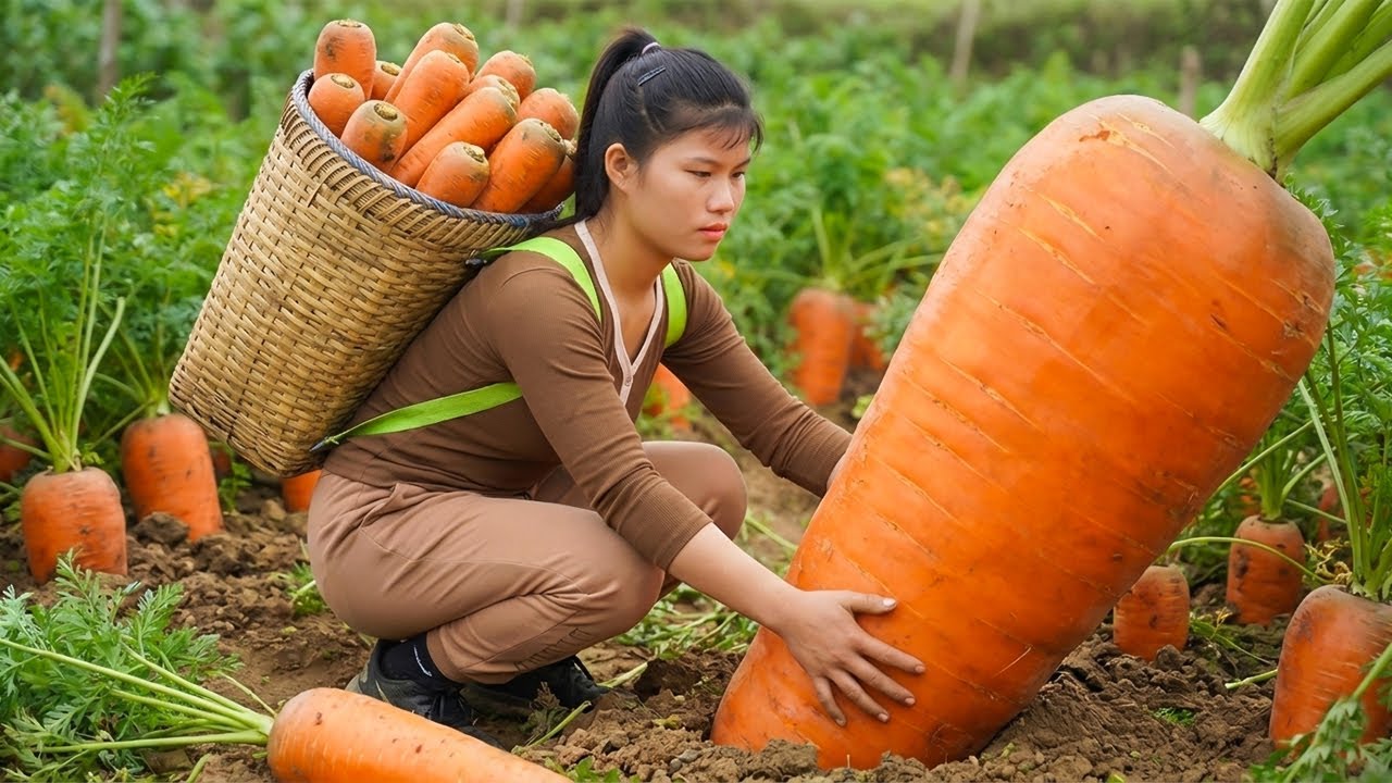 Harvesting 1000+kg GIANT Orange Carrots on The Field, Goes To Market Sell, Carrot Juice Recipe