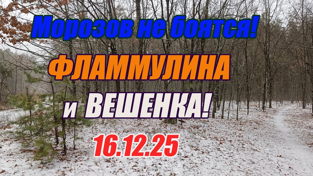 Грибы декабря. Морозов не боятся! Фламмулина и вешенка! 16.12.25