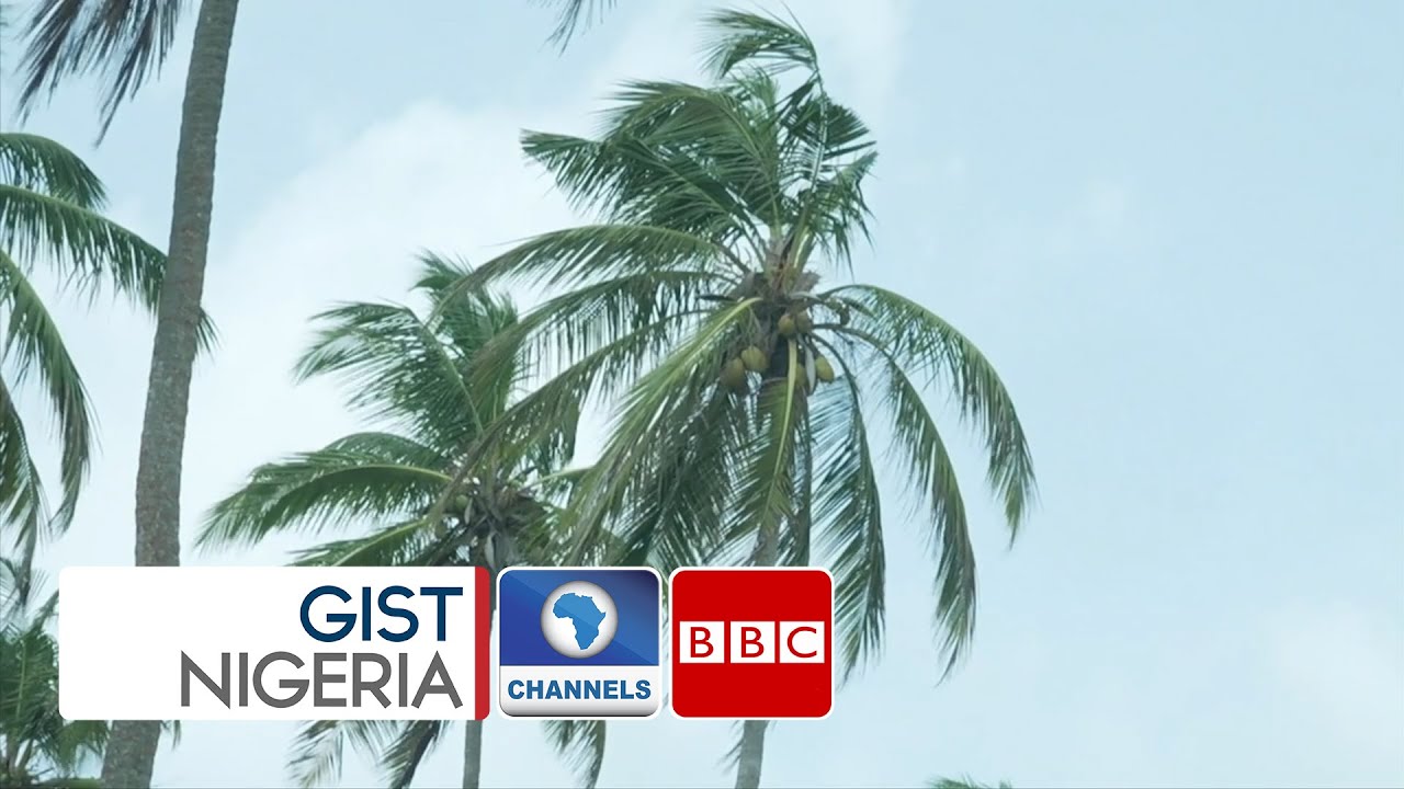 Farming For Change – Nigeria Begins Coconut Plantation To Meet Local Demand And Exportation