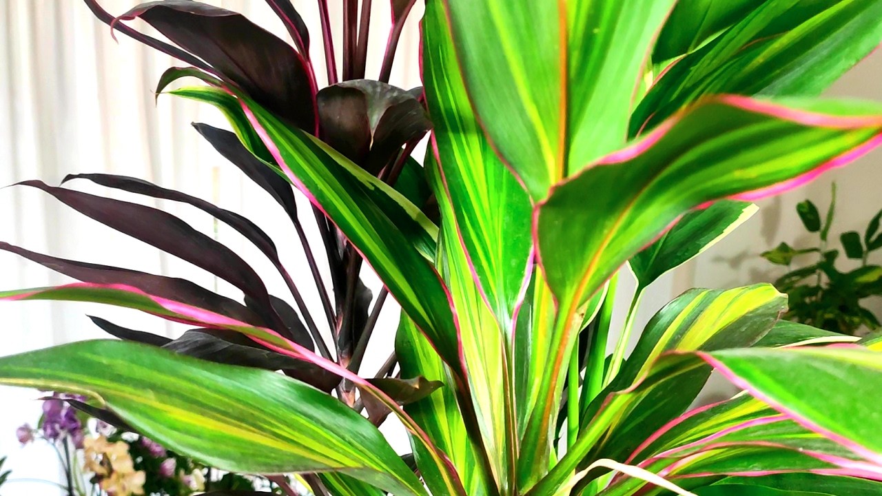 CORDYLINE FRUTICOSA 3 VARIEDADES JUNTAS Y SUS CUIDADOS