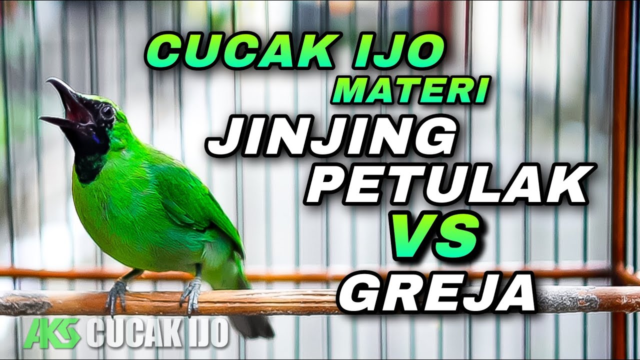 CUCAK IJO MATERI MEWAH JINJING PETULAK VS GREJA TARUNG NGECRET PANJANG COCOK BUAT MASTERAN IJO BAHAN
