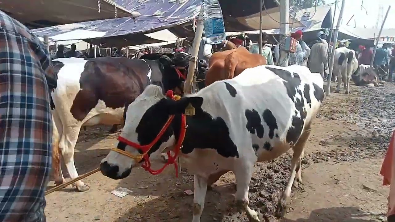 #short video khana passu mandi @gurfatehfarmer6951